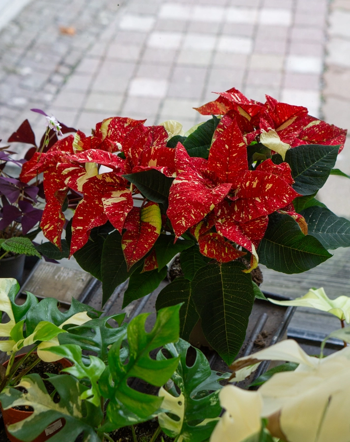 Panašovaná Vianočná ruža/ Poinsettia variegata / Euphorbia pulcherrima