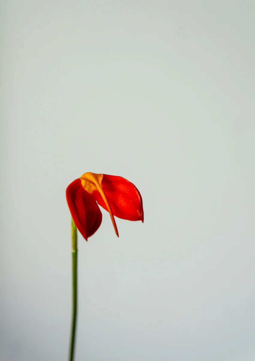 Masdevallia