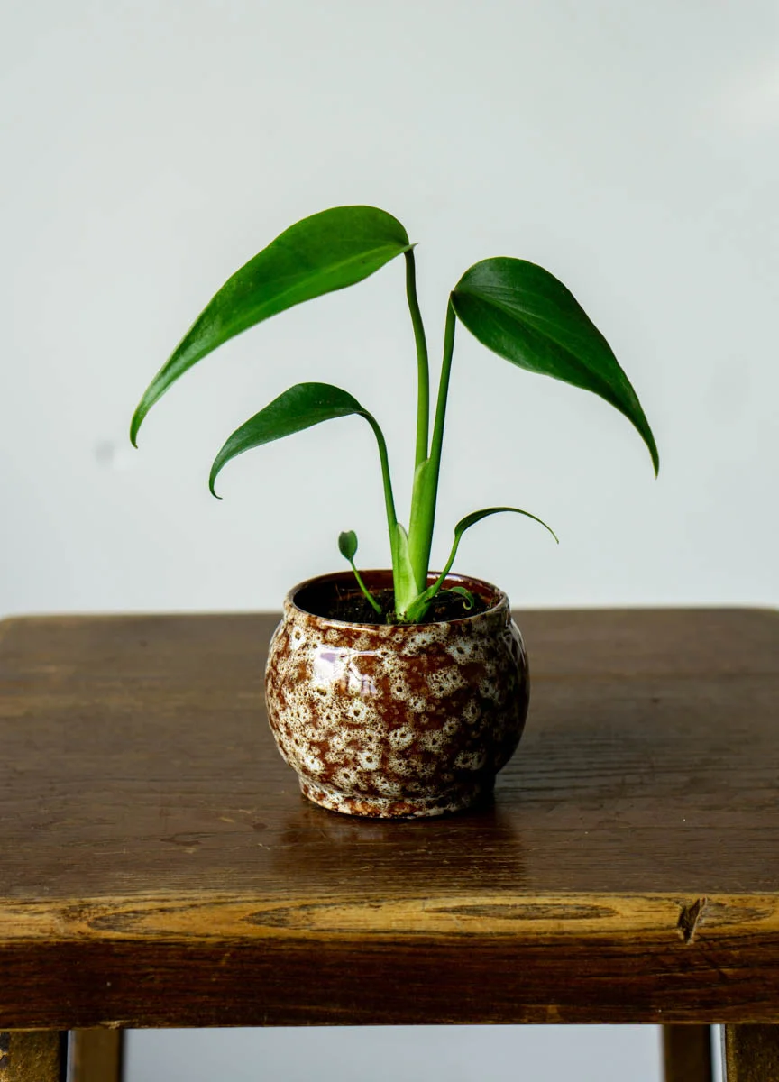 🔥 Baby Monstera Burle marx flame