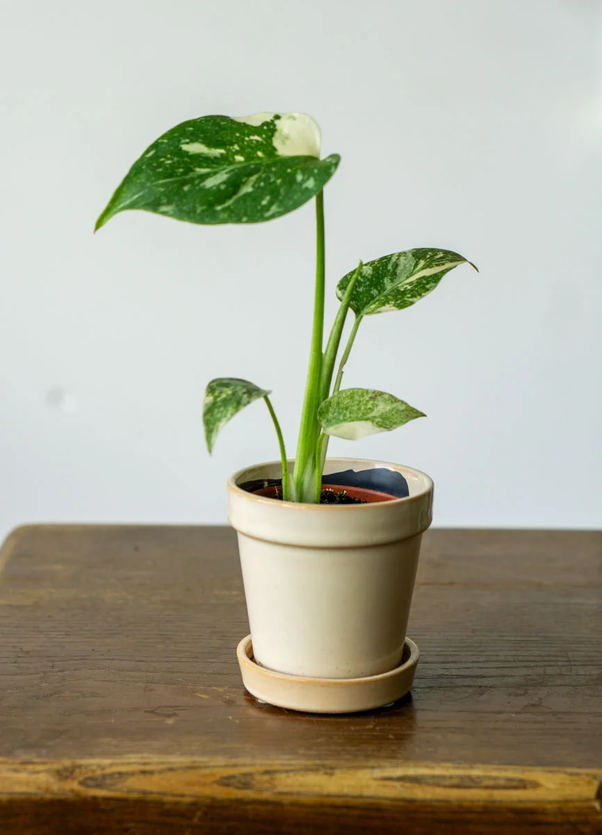 Baby Monstera Crème brûlée (Zachráň ma)