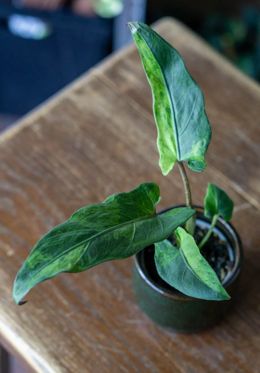 Baby Alocasia Lauterbachiana variegata