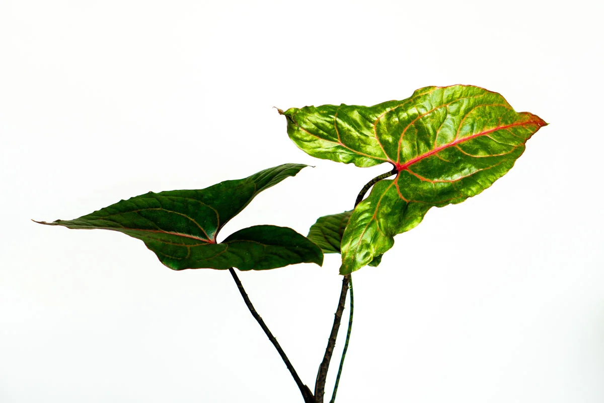 Alocasia Cyrtosperma Jhonstonii Black Jack (Zachráň ma)
