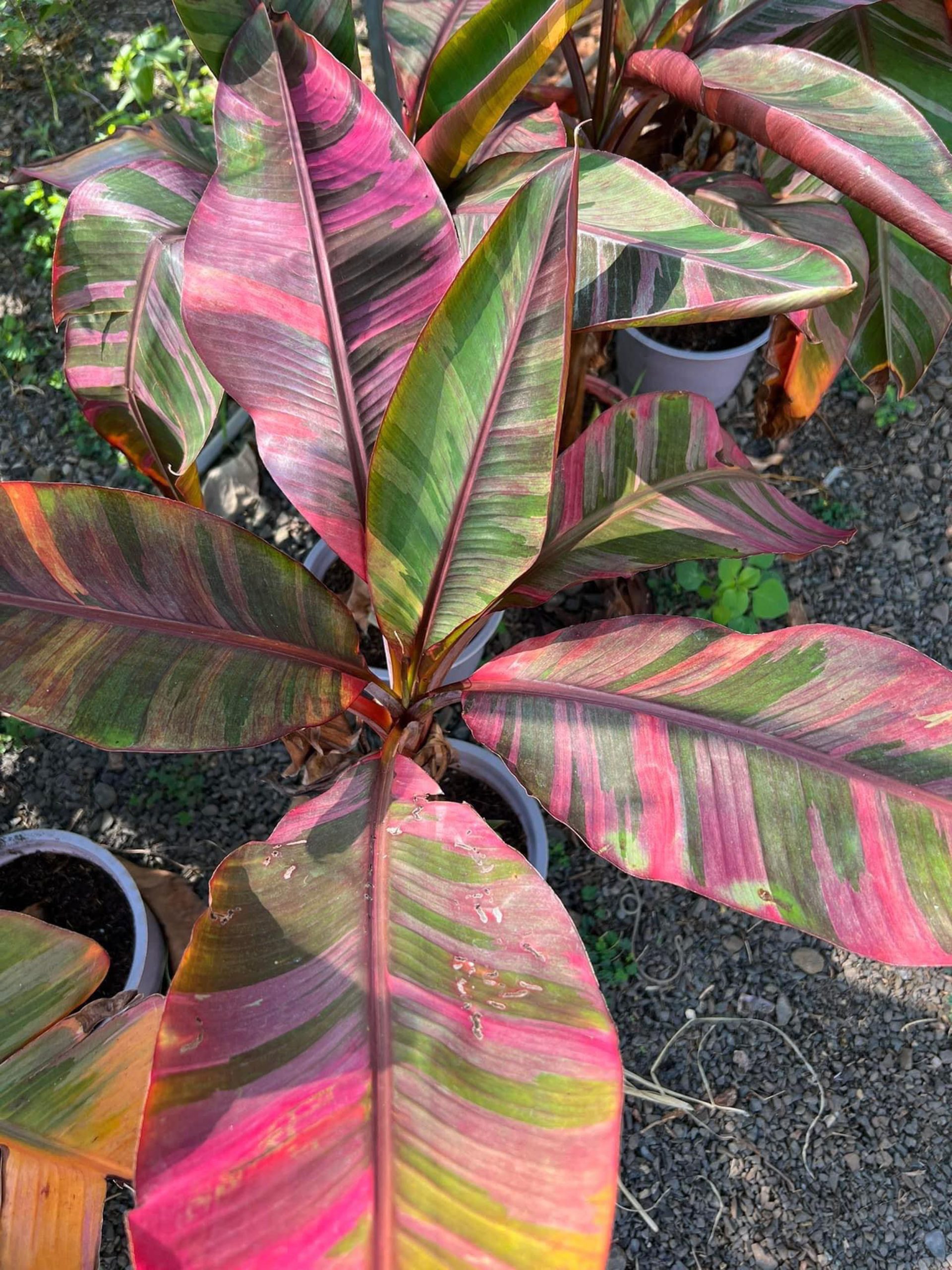 Musa Nono Pink Variegata - Ružový banánovník