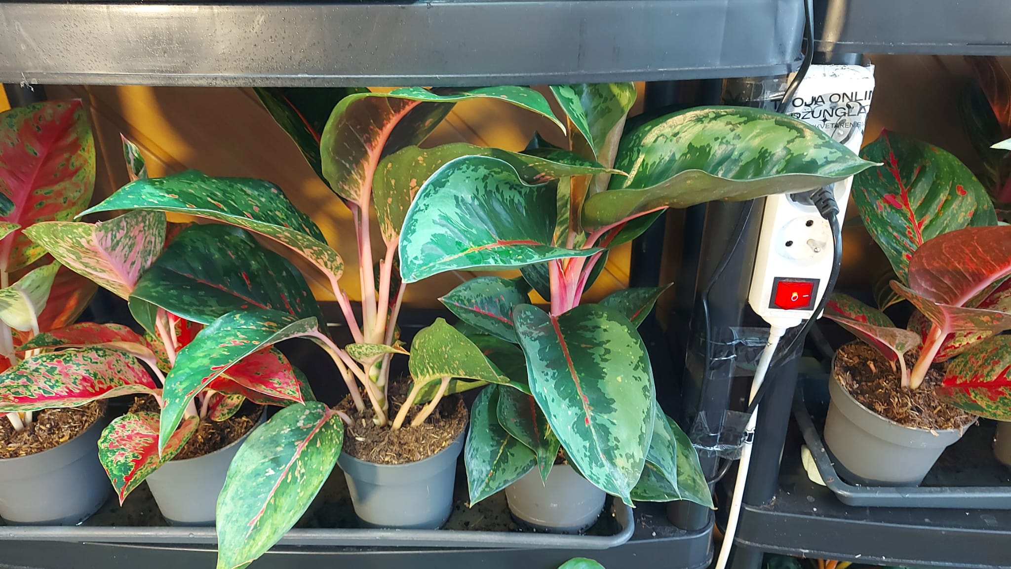 Aglaonema Camo Rubina