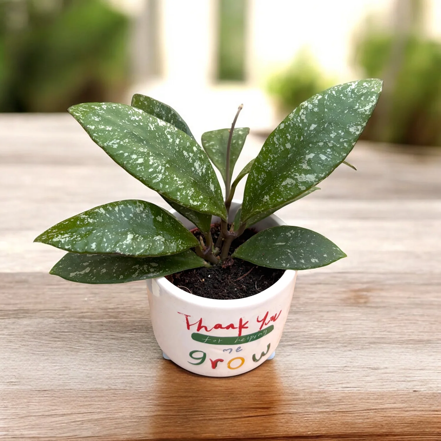 Baby Hoya Rundumensis Splash