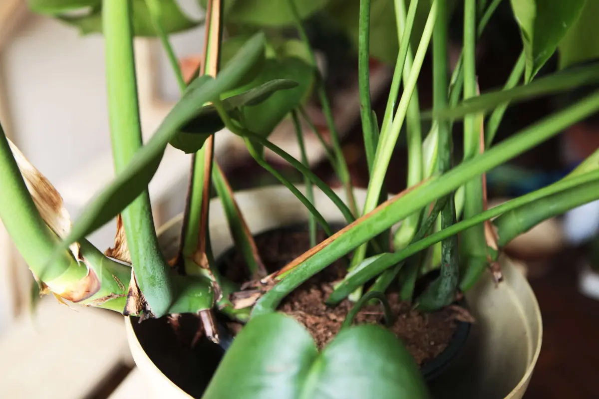 Monstera Deliciosa pravá (Len osobne)