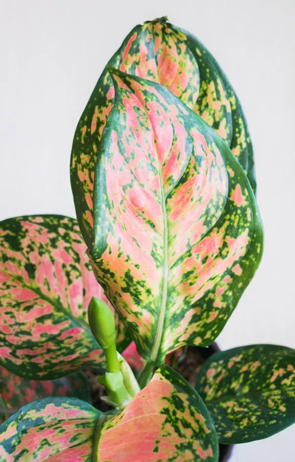 Aglaonema Anyamanee 
