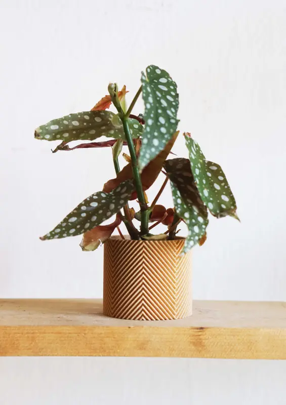 Set Baby Begonia Maculata