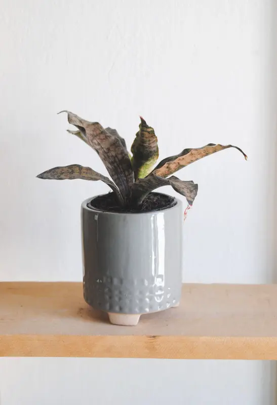 Sansevieria Kirkii var. Pulchra "Coppertone"