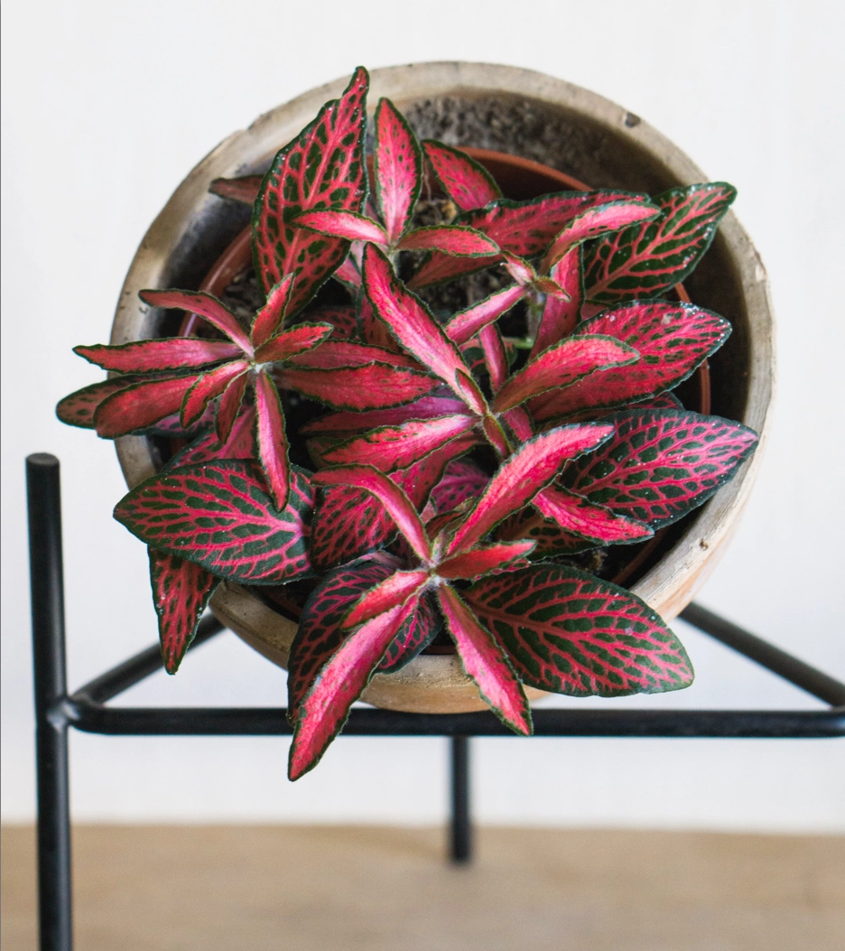 Fitónia "Pink Star" 