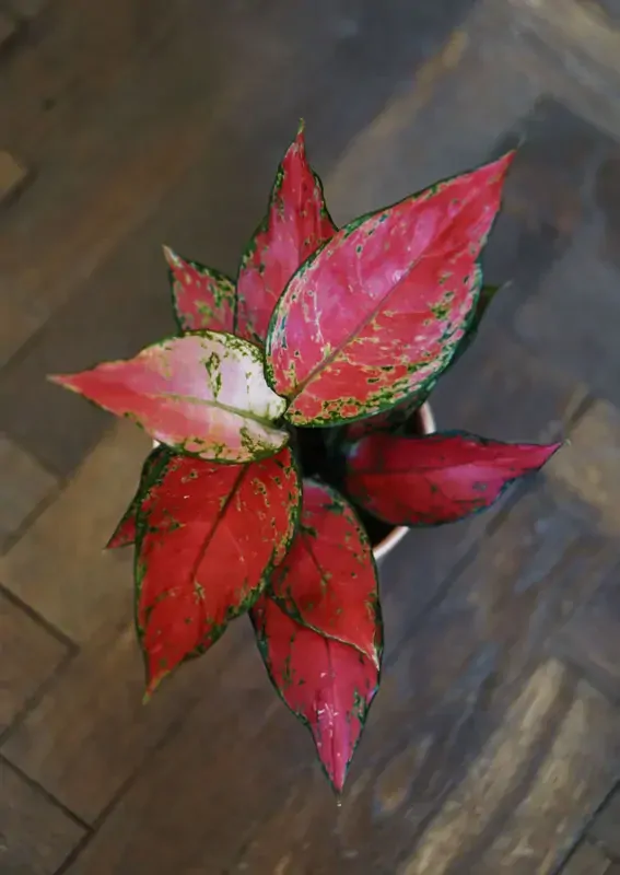 Aglaonema Commutatum "Pink Star" 