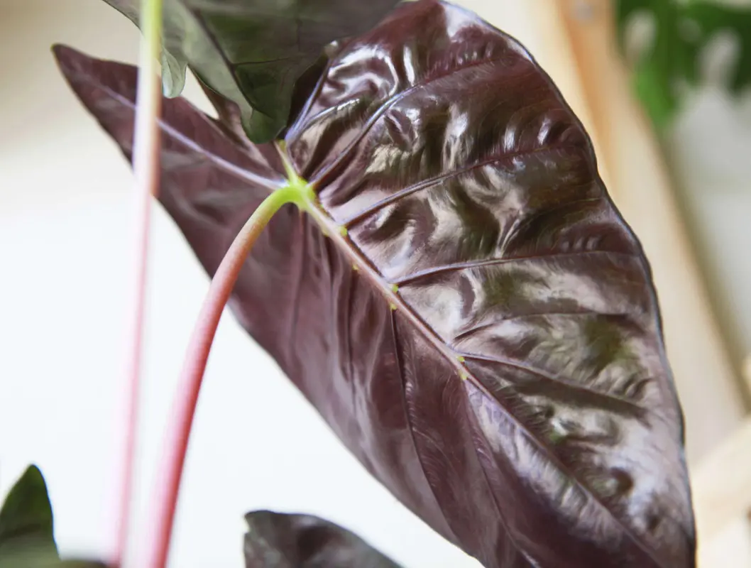 Alocasia Pink Dragon (zachráň ma)
