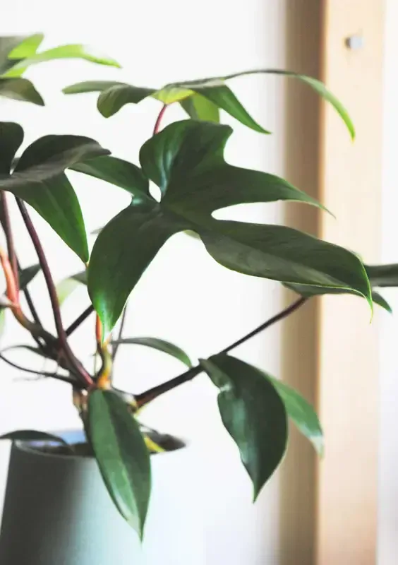 Philodendron Florida Green
