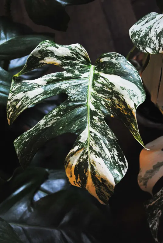 Monstera Deliciosa Albo Variegata - Panašovaná Monstera (náhodný kus)
