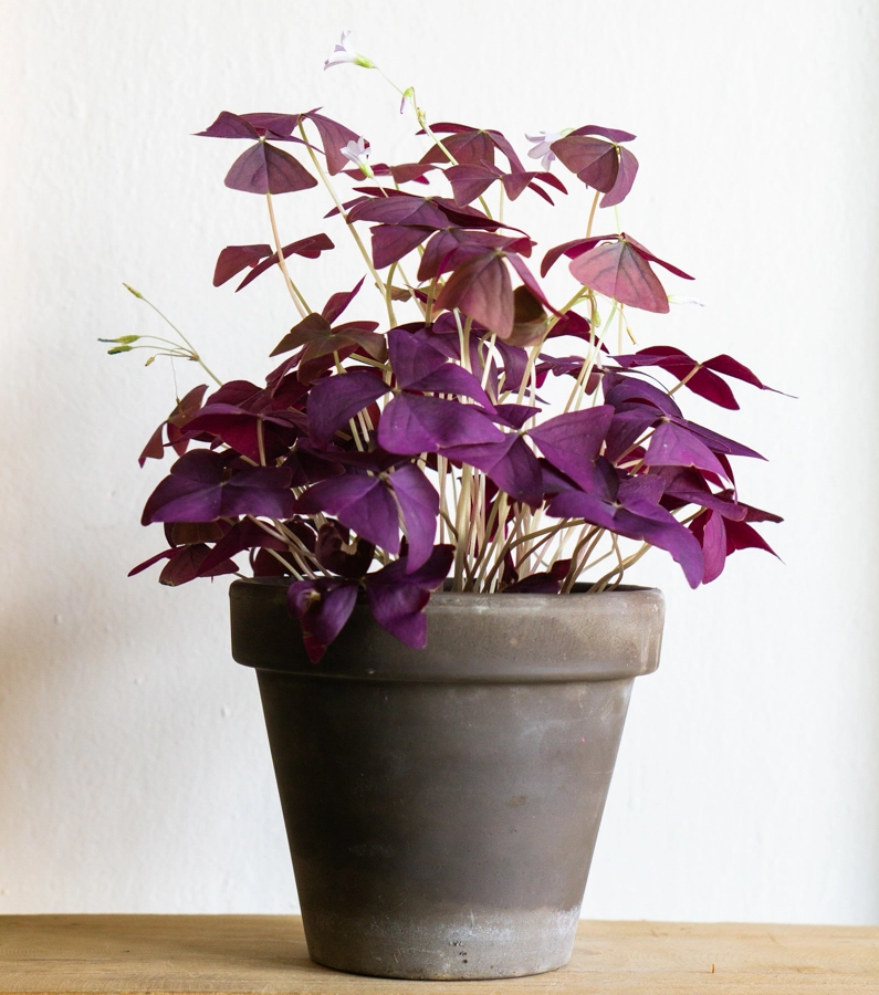 Oxalis Triangularis (krásne husté, veľké a zakvitnuté)