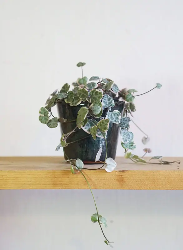 Ceropegia Woodii Marlies 'Variegata' v závesnom kvetináči