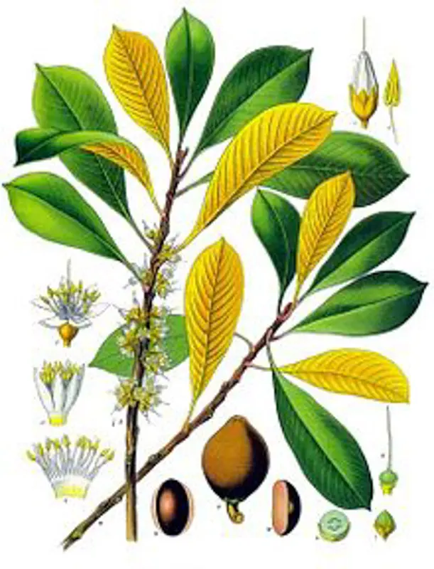 Floristická páska