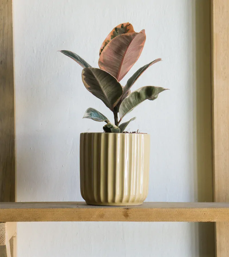 Ficus Elastica Belize 