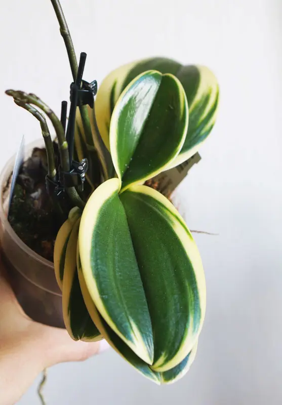 Phalaenopsis variegata Sogo Vivien marginata