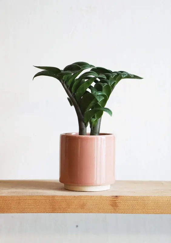 Zamioculcas Zenzi nad 90€