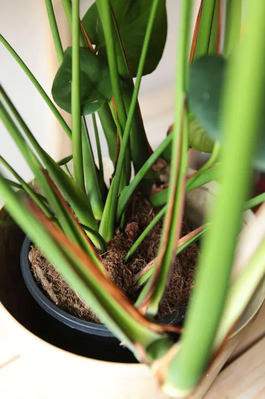Monstera Deliciosa pravá (Len osobne)