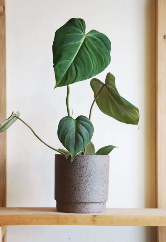 Philodendron Gloriosum