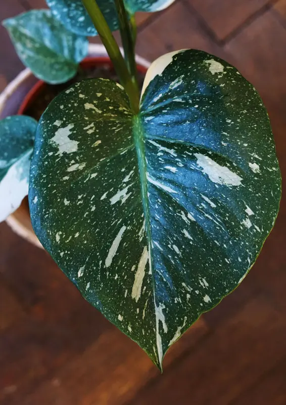Monstera Thai Constellation (náhodné viac variegované kúsky)