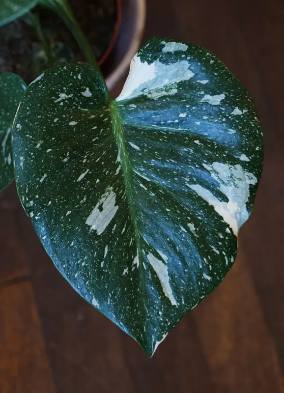 Monstera Thai Constellation (náhodný kus)