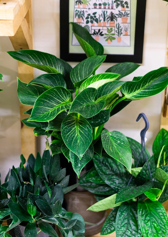 Philodendron Birkin White Measure