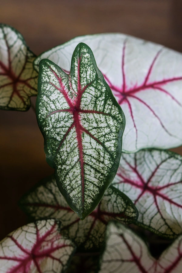 Caladium White Queen