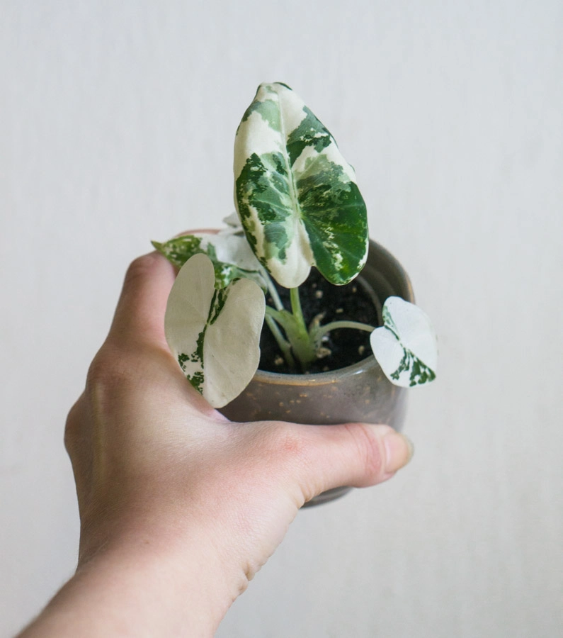 Baby Alocasia Micholitziana Frydek variegata (náhodný kus)