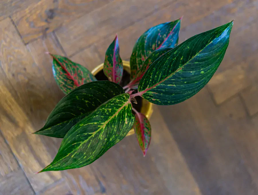 Aglaonema Legacy