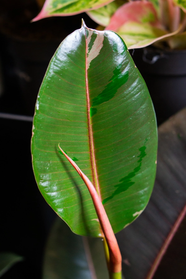 Ficus "Pink Camouflage" XL (Zachráň ma)