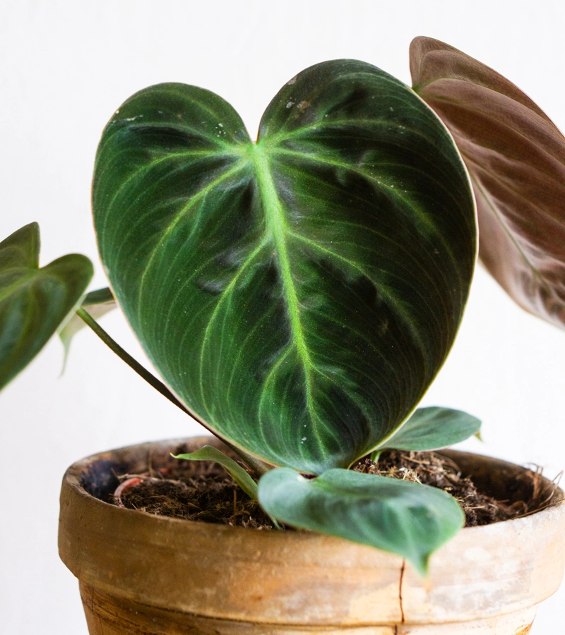 Philodendron El Choco red /rubrijuvenile 