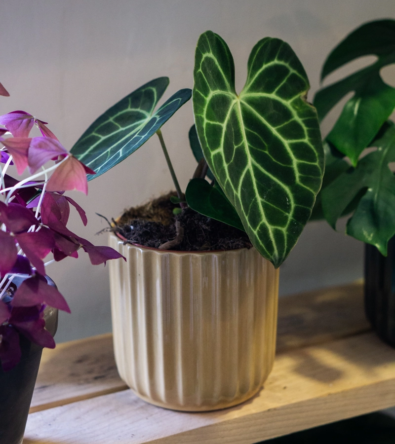 Anthurium Clarinervium (Zachráň ma)
