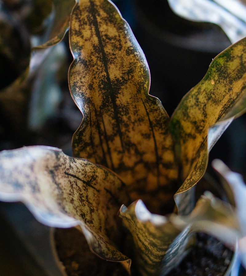 Sansevieria Kirkii var. Pulchra "Coppertone"