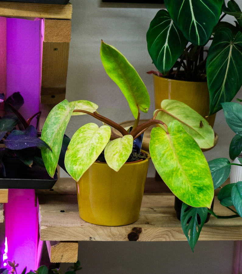 Philodendron Painted Lady (Zachráň ma)