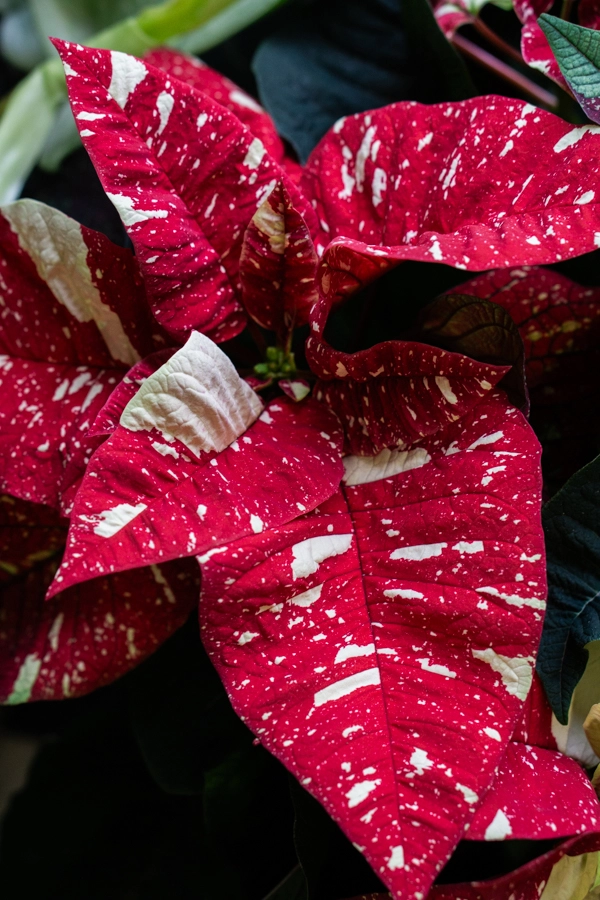 Panašovaná Vianočná ruža/ Poinsettia variegata / Euphorbia pulcherrima
