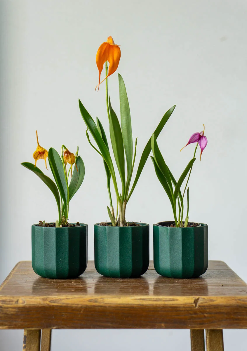 Masdevallia