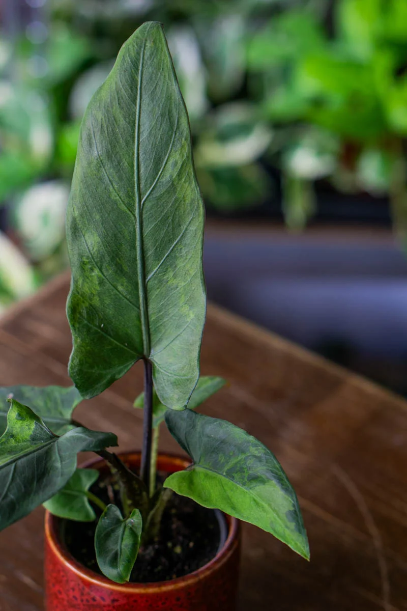 Baby Alocasia Lauterbachiana variegata