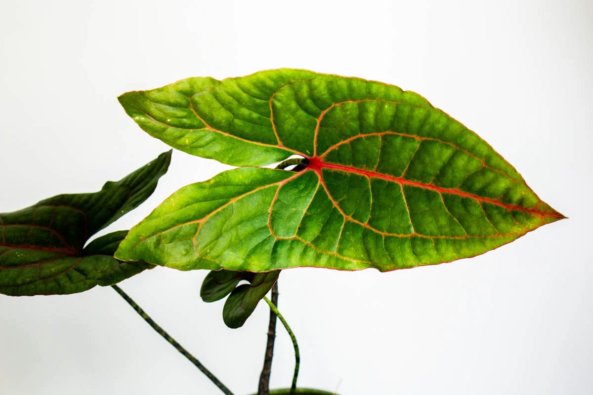 Alocasia Cyrtosperma Jhonstonii Black Jack (Zachráň ma)