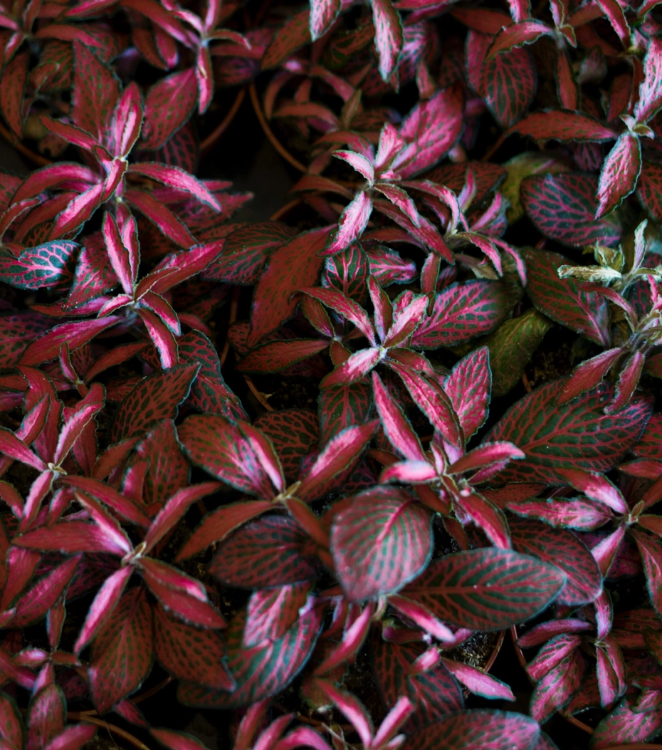 Fitónia "Pink Star" 