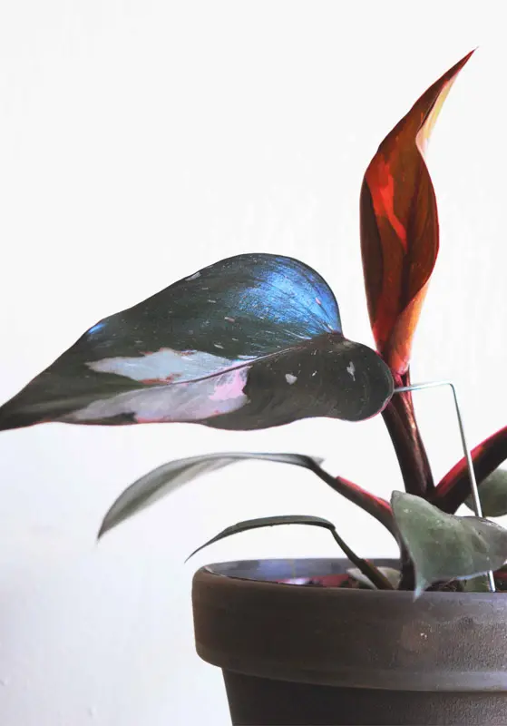 Philodendron Pink Princess
