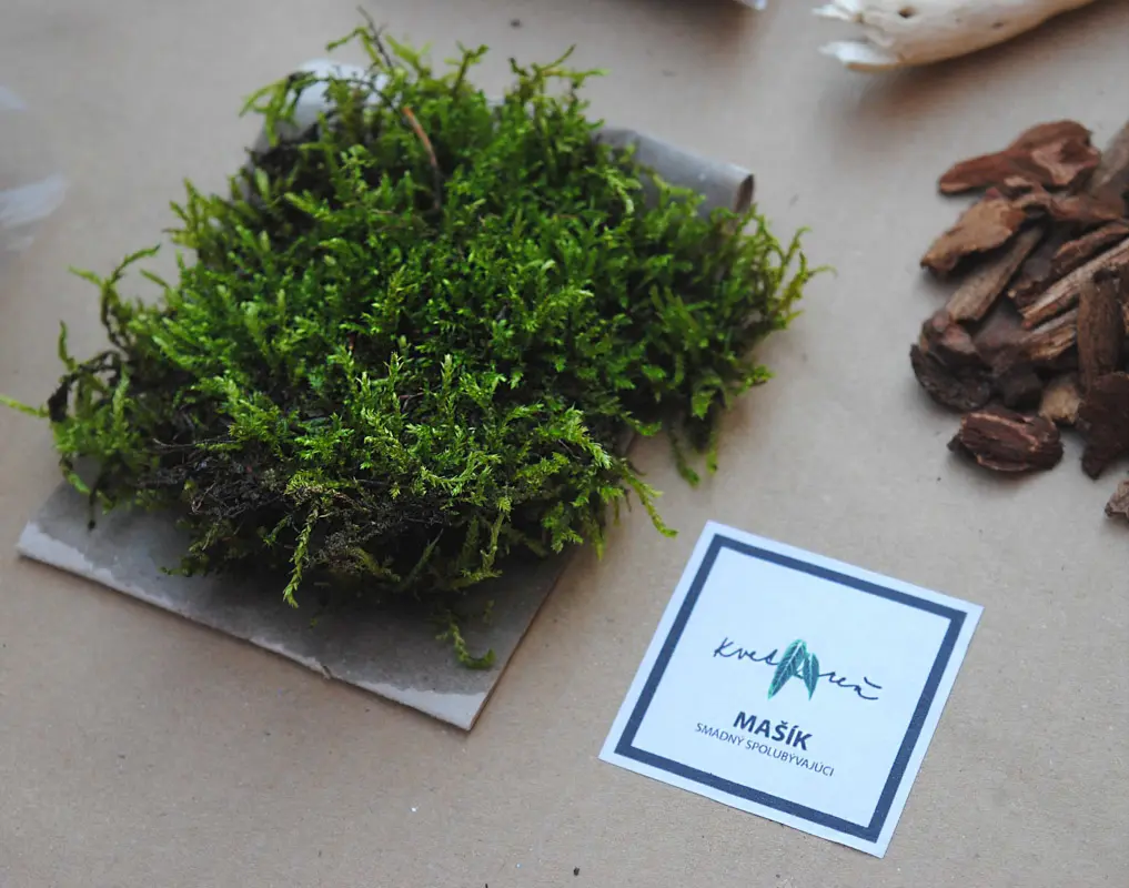 Set "Urob si vlastné rastlinné Florálium" DIY kit