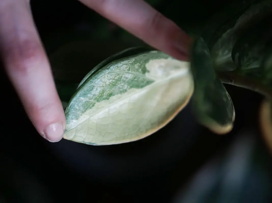 Zamioculcas variegata