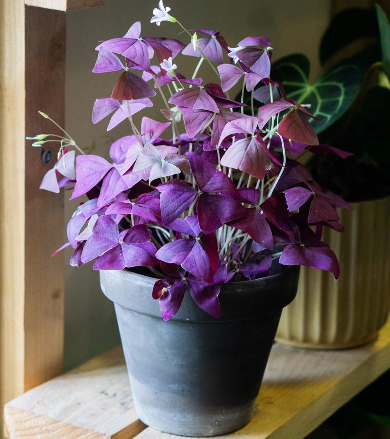 Oxalis Triangularis (krásne husté, veľké a zakvitnuté)