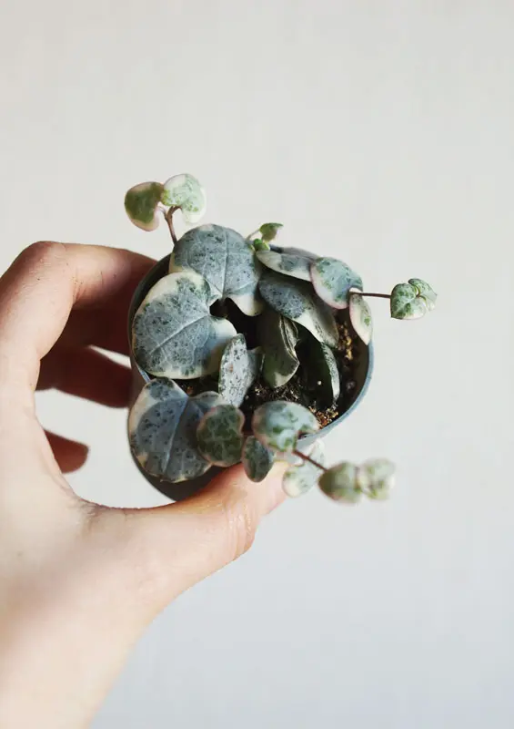 Ceropegia Woodii Marlies 'Variegata' v závesnom kvetináči