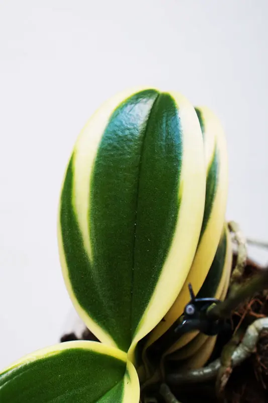 Doritaenopsis Sogo Vivien marginata / Phalaenopsis variegata /