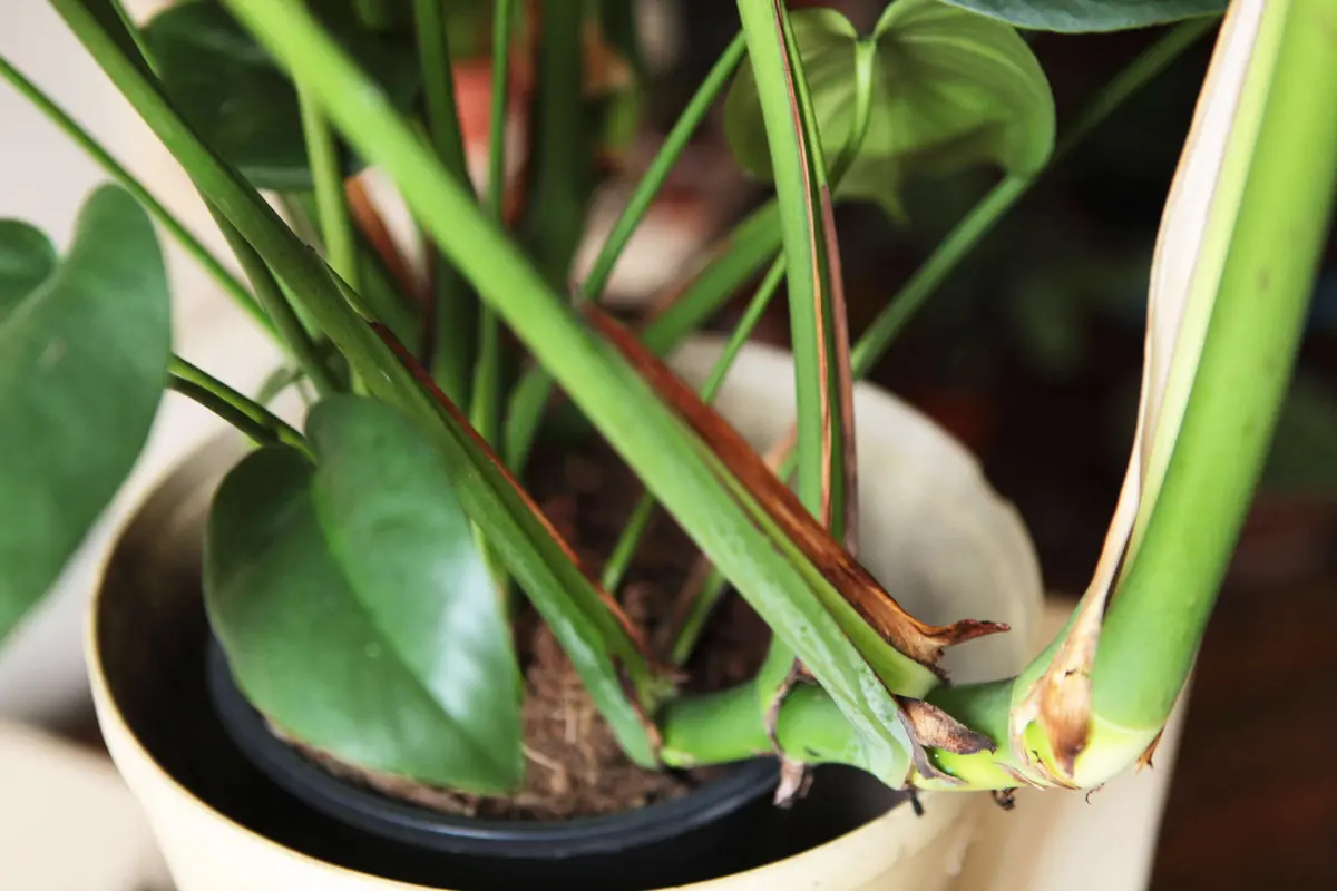 Monstera Deliciosa pravá (Len osobne)