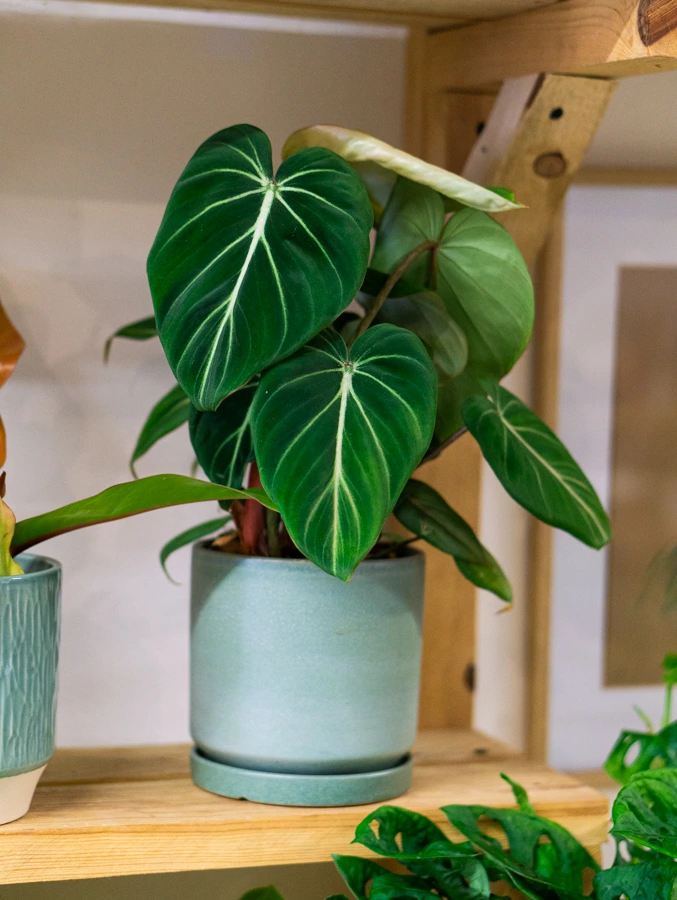 Philodendron Gloriosum